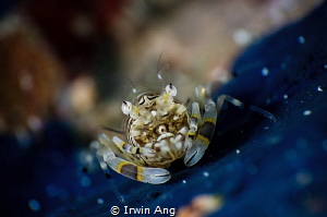 T H E . B E E 
Bumble bee shrimp (Gnathophyllum american... by Irwin Ang 